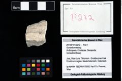 Foto (Objekt + Etikett) von Goniodromites sp.  (NHMW-GEO-2014-0194-0272)